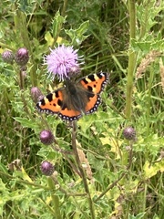 Aglais urticae