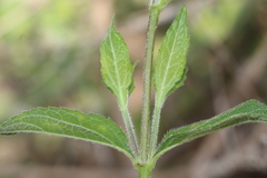 Lasianthaea ceanothifolia