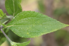 Lasianthaea ceanothifolia
