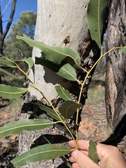 Corymbia grandifolia