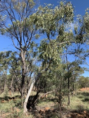 Corymbia grandifolia