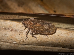 Errotasa neovalesiaca