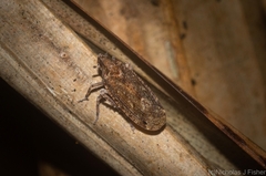 Errotasa neovalesiaca