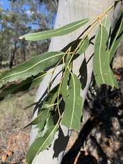 Corymbia grandifolia