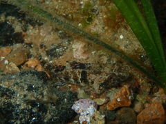 Nesogobius greeni