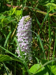 Dactylorhiza fuchsii
