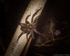 Heteropoda distincta