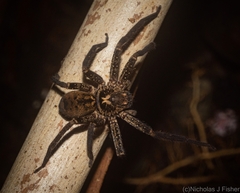 Heteropoda distincta