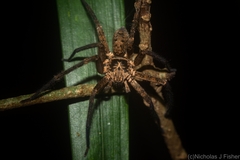Heteropoda distincta