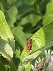 Tetraopes tetrophthalmus
