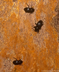 Hydissus feronioides