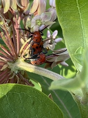 Tetraopes tetrophthalmus