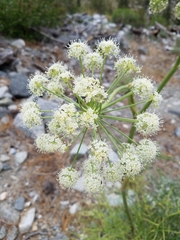 Angelica lineariloba