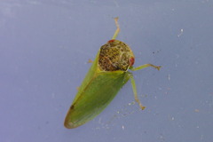 Iassus lanio