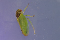 Iassus lanio