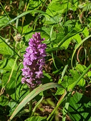 Dactylorhiza fuchsii