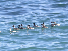 Podiceps occipitalis