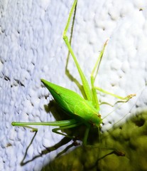 Platylyra californica