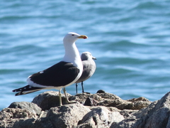 Larus dominicanus