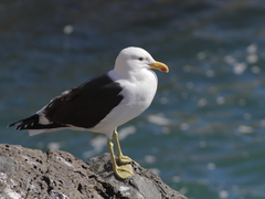 Larus dominicanus
