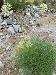 Angelica lineariloba