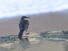 Cinclodes nigrofumosus