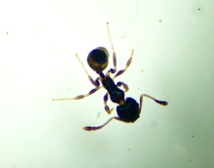 Pheidole metallescens