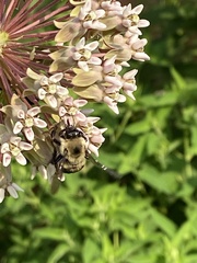 Bombus