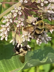 Bombus