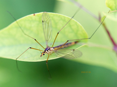 Nephrotoma flavescens