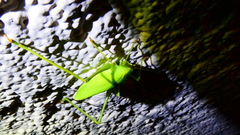 Platylyra californica