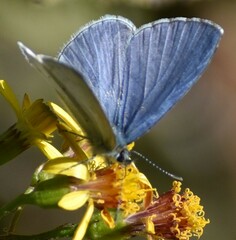 Celastrina gigas