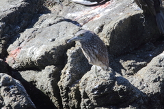 Nycticorax nycticorax