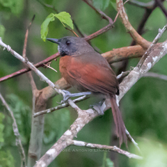 Synallaxis erythrothorax