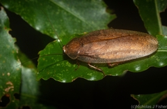 Calolampra fenestrata