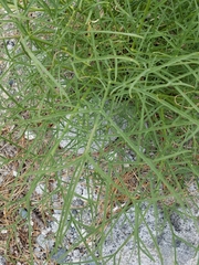 Angelica lineariloba