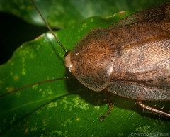 Calolampra fenestrata