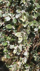 Salix repens argentea