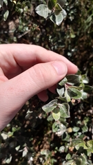 Salix repens argentea