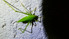 Platylyra californica