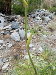Angelica lineariloba