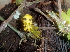 Erycina pumilio