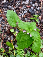 Lamium purpureum