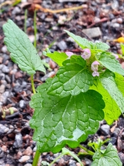 Lamium purpureum
