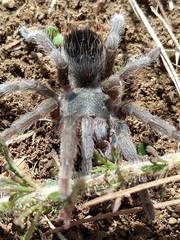 Dugesiella anitahoffmannae