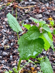 Lamium purpureum