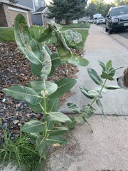 Asclepias speciosa