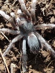 Dugesiella anitahoffmannae