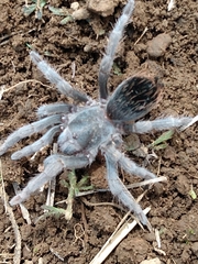 Dugesiella anitahoffmannae