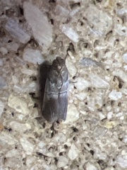 Chararica hystriculella